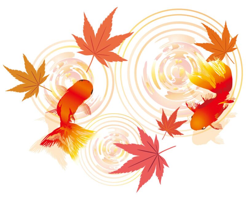 水面の波紋と紅葉のそばを泳ぐ金魚のイラスト